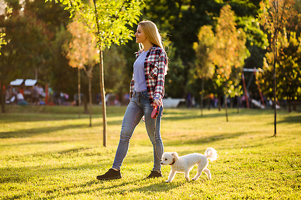 포토 JPG 해외이미지 동물 공원 여자 행복 장난 포유류 자연 놀이 휴식 안내 함께함 사랑 한명 성인 야외 반려동물 운동 햇빛 걷기 맑음 가축 우정 기쁨 흰색 잡기 개 강아지 작음 푸들 시티라이프 송곳니 돌봄 신앙심 해외포토 1 라이프스타일 공공시설 감정 컬러 컨셉 모션 날씨 건강 사람 친구 태양 치아 크기 생태계 파일형식 이미지허브