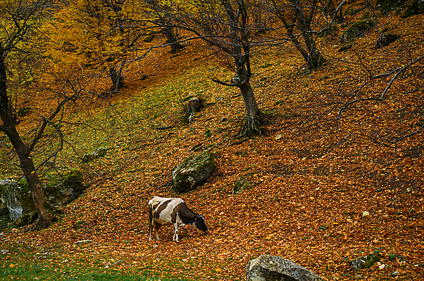 포토 JPG 해외이미지 나무 동물 1 계절 음식 잎 밭 농업 포유류 자연 건강 사람없음 목재 가로 초록색 컬러풀 뷰티 농장 갈색 노란색 환경 검은색 어둠 가축 우유 흰색 나뭇가지 시골 소 농부 숲 방목 장면 바이오 밭일 찰과상 목가 해외포토 식물 직업 산업 컬러 재료 유제품 축산업 상처 생태계 파일형식 이미지허브