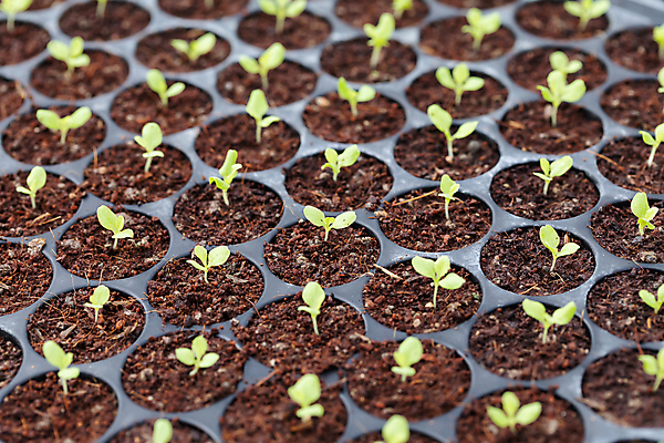 포토 JPG 해외이미지 나무 식물 계절 음식 잎 농업 채소 자연 쟁반 씨앗 사람없음 초록색 농장 새싹 환경 정원 흙 샐러드 성장 신선 상추 준비 유기농 원예 내추럴 땅바닥 모종 밭일 생태학 심기 처음 로메인상추 세련 해외포토 웰빙 교육 산업 컬러 모션 바닥 취미 생태계 파일형식 이미지허브