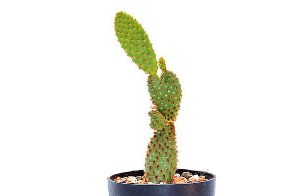 포토 JPG 해외이미지 화분 선인장 사람없음 초록색 흙 해외포토 식물 컬러 파일형식 이미지허브