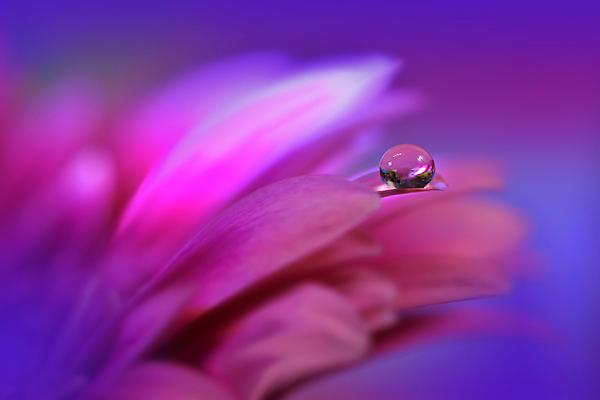 포토 JPG 해외이미지 식물 디자인 배너 꽃 백그라운드 꽃무늬 자연 벽지 추상 휴가 새로움 기념 사랑 미술 사람없음 장식 컬러풀 뷰티 봄 덮개 벚꽃 축하 인사 신용카드 메뉴 데이지 캔버스 초대 파스텔톤 해외포토 계절 감정 컬러 컨셉 무늬 문화예술 금융 뚜껑 예절 생태계 파일형식 이미지허브