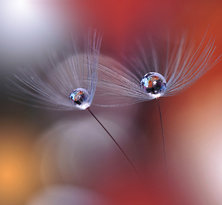 포토 JPG 해외이미지 식물 계절 꽃 실루엣 백그라운드 패턴 오렌지 자연 벽지 추상 건조 사랑 미술 경사 사람없음 옆모습 물 빛 뷰티 노란색 놀람 거품 물방울 신선 투명 이슬 민들레 묘사 만족 유기농 내추럴 특별함 많음 해외포토 자연요소 웰빙 감정 뷰포인트 컬러 컨셉 무늬 과일 문화예술 촬영기법 표정 생태계 파일형식 이미지허브