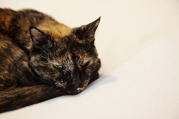 포토 JPG 해외이미지 동물 응시 생각 오렌지 휴식 털 사람없음 반려동물 고양이 추위 분노 침대 잠 오픈 달콤 고독 모피 낮잠 귀 부드러움 솜털 혼자 해외포토 시선 감정 가구 컨셉 과일 포유류 신체부위 감각 맛 파일형식 이미지허브