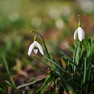 포토 JPG 해외이미지 꽃잎 꽃 봄꽃 사람없음 아웃포커스 개화 스노드롭 해외포토 식물 촬영기법 봄 파일형식 이미지허브