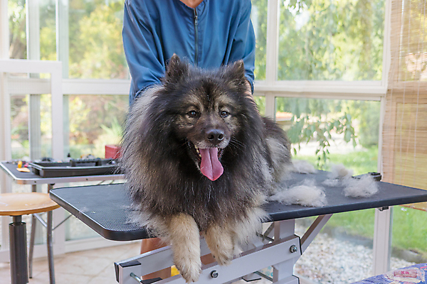 포토 JPG 해외이미지 여자 실내 한명 미소 상반신 성인 앞모습 반려동물 잡기 개 돌봄 애견미용 성인여자한명만 해외포토 동물 1 뷰포인트 포유류 모션 표정 사람 내부 뷰티 여자한명만 성인여자만 파일형식 이미지허브