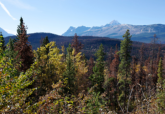 포토 JPG 해외이미지 계절 도로 잎 교통시설 자연 하늘 거리 액자틀 사람없음 노란색 여행객 황무지 숲 방향 길가 앨버타 웅장함 인기 절정 지질학 해외포토 식물 교육 길 컬러 액자 교통 틀 사람 시설 생태계 파일형식 이미지허브
