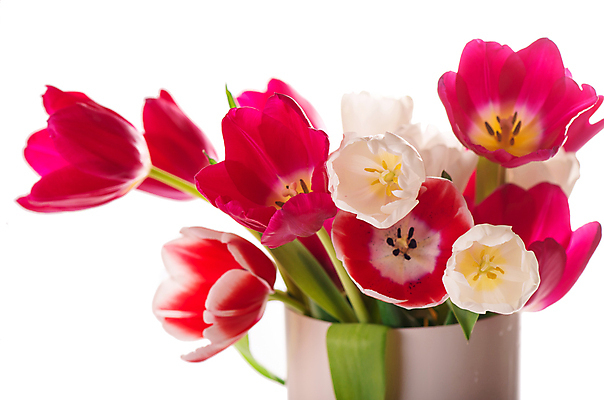 포토 JPG 해외이미지 여러송이 잎 봄꽃 실내 사람없음 꽃병 튤립 흰배경 해외포토 식물 꽃 다수 백그라운드 내부 봄 흰색 파일형식 이미지허브