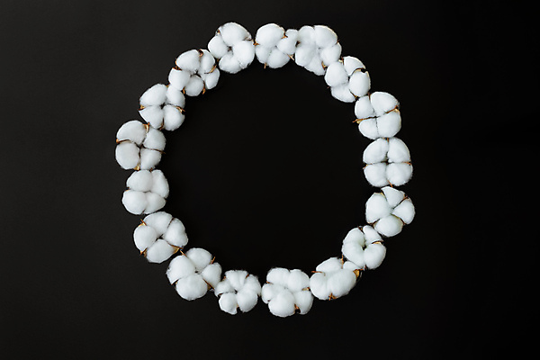 포토 JPG 해외이미지 검은배경 사람없음 면 오브젝트 유기농 부드러움 원형프레임 목화꽃 목화솜 해외포토 웰빙 꽃 백그라운드 프레임 검은색 원형 감각 솜 파일형식 이미지허브