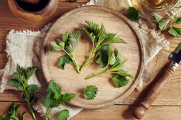 포토 JPG 해외이미지 식물 음료 잎 재료 자연 유리 탁자 도마 건강 사람없음 목재 컵 초록색 봄 약재 나뭇가지 시골 신선 칼 약초 허브 유기농 내추럴 식용 자연요법 치료제 해외포토 나무 식기 웰빙 계절 컬러 가구 재질 주방용품 약 풀_식물 생태계 파일형식 이미지허브