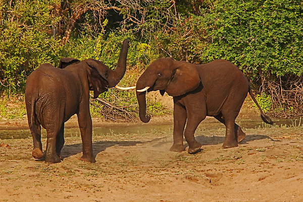 포토 JPG 해외이미지 동물 여자 남자 야생동물 여행 포유류 아프리카 자연 초식동물 코끼리 사람없음 야외 걷기 환경 아기 황무지 보호 큼 사파리 환경보전 상아 멸종 서식지 내추럴 남아프리카 사바나 생태학 해외포토 교육 나라 컨셉 모션 사람 크기 사회이슈 생태계 파일형식 이미지허브