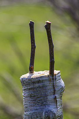 포토 JPG 해외이미지 나무 식물 손 꽃 줄기 백그라운드 컨셉 잎 농업 과일 자연 새로움 사람없음 야외 목재 농장 정원 봄 성장 나뭇가지 보호 사과 과수원 자르기 원예 테이프 나무껍질 내추럴 돌봄 밭일 해외포토 계절 산업 재료 모션 문구용품 취미 신체부위 껍질 생태계 파일형식 이미지허브