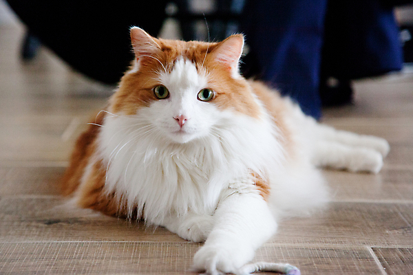 포토 JPG 해외이미지 동물 라이프스타일 긴머리 응시 행복 얼굴 백그라운드 오렌지 놀이 수염 바닥 주택 털 따뜻함 사랑 사람 사람없음 초록색 반려동물 장난감 고양이 모피 생강 돌봄 마멀레이드 해외포토 헤어스타일 시선 감정 컬러 채소 과일 포유류 모션 건물 생활 신체부위 잼 파일형식 이미지허브