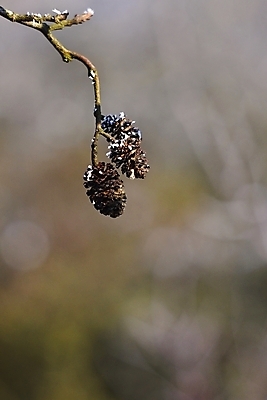 포토 JPG 해외이미지 나무 식물 계절 꽃잎 꽃 백그라운드 잎 겨울 꽃무늬 자연 미술 사람없음 야외 초록색 파란색 빛 컬러풀 햇빛 태양 뷰티 정원 맑음 일몰 봄 성장 벚꽃 흰색 나뭇가지 신선 개화 소프트포커스 묘사 보케 부드러움 내추럴 러시아인 옛날 울퉁불퉁 해외포토 자연요소 서양인 컬러 무늬 날씨 문화예술 촬영기법 노을 감각 생태계 파일형식 이미지허브