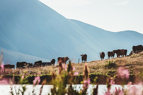 포토 JPG 주간 해외풍경 꽃 여행 여러마리 유럽풍경 자연 풍경 초원 사람없음 야외 아웃포커스 농장 프랑스 소 축산업 알프스 국내포토 자연요소 식물 해외 유럽 산업 다수 농업 포유류 촬영기법 생태계 파일형식