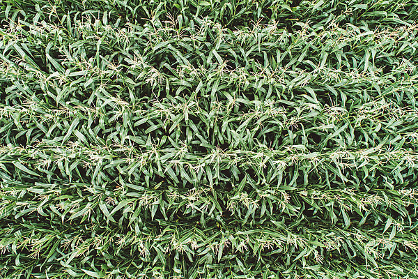 포토 JPG 주간 해외풍경 여행 유럽풍경 자연 풍경 근접촬영 사람없음 야외 프랑스 옥수수밭 항공촬영 전경 국내포토 자연요소 해외 유럽 뷰포인트 밭 옥수수 생태계 파일형식 탑뷰