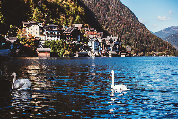 포토 JPG 주간 해외풍경 호수 물결 여행 두마리 유럽풍경 자연 주택 풍경 사람없음 야외 마을 오스트리아 백조 할슈타트 국내포토 자연요소 해외 유럽 2 조류 건물 생태계 파일형식