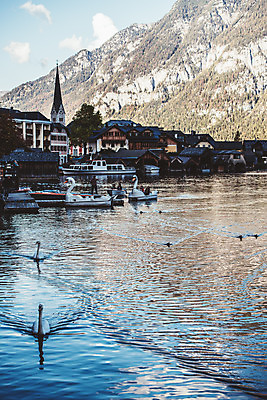 포토 JPG 주간 해외풍경 여행 여러마리 유럽풍경 자연 하늘 주택 오리 풍경 사람없음 야외 마을 오스트리아 백조 오리배 할슈타트 국내포토 자연요소 해외 유럽 호수 다수 조류 건물 생태계 파일형식