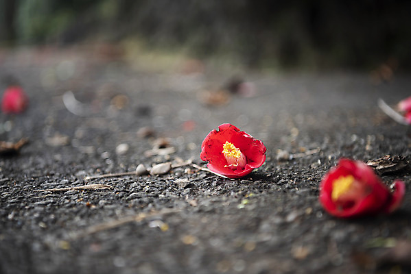 포토 JPG 주간 여행 자연 한국 풍경 사람없음 야외 아웃포커스 제주도 봄풍경 봄 동백 국내포토 자연요소 계절 꽃 아시아 촬영기법 생태계 파일형식