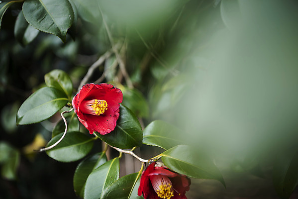 포토 JPG 주간 여행 자연 한국 풍경 사람없음 야외 아웃포커스 제주도 봄풍경 봄 동백 국내포토 자연요소 계절 꽃 아시아 촬영기법 생태계 파일형식