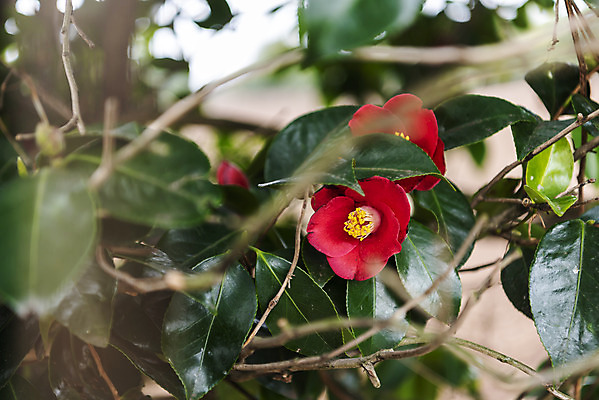 포토 JPG 주간 여행 자연 한국 풍경 사람없음 야외 아웃포커스 제주도 봄풍경 봄 동백 국내포토 자연요소 계절 꽃 아시아 촬영기법 생태계 파일형식