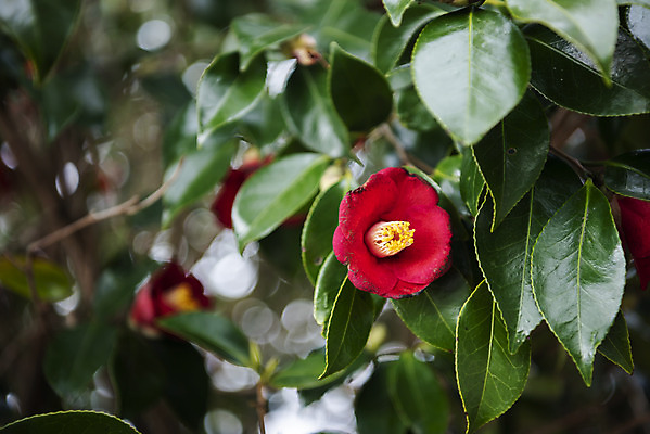 포토 JPG 주간 여행 잎 자연 한국 풍경 사람없음 야외 아웃포커스 제주도 봄풍경 봄 동백 국내포토 자연요소 식물 계절 꽃 아시아 촬영기법 생태계 파일형식