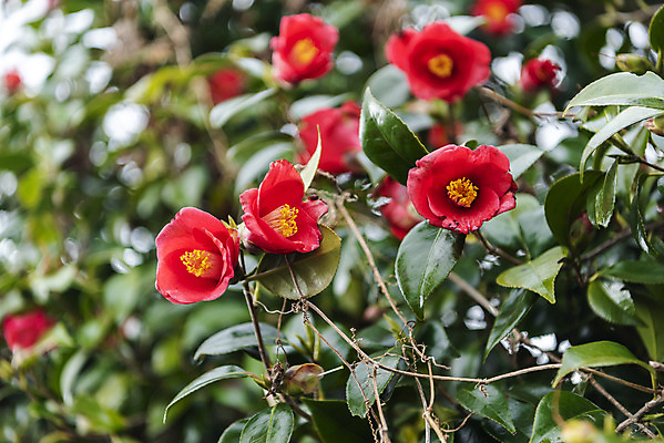 포토 JPG 주간 여행 자연 한국 풍경 사람없음 야외 아웃포커스 제주도 봄풍경 봄 동백 국내포토 자연요소 계절 꽃 아시아 촬영기법 생태계 파일형식