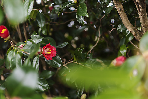 포토 JPG 주간 여행 잎 자연 한국 풍경 사람없음 야외 아웃포커스 제주도 봄풍경 봄 동백 국내포토 자연요소 식물 계절 꽃 아시아 촬영기법 생태계 파일형식