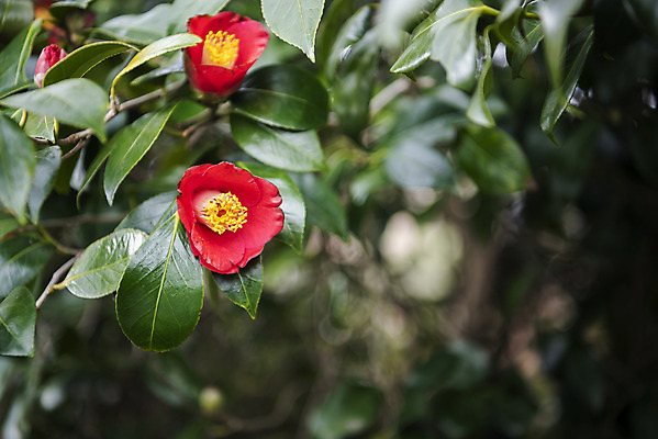 포토 JPG 주간 여행 자연 한국 풍경 사람없음 야외 아웃포커스 제주도 봄풍경 봄 동백 국내포토 자연요소 계절 꽃 아시아 촬영기법 생태계 파일형식