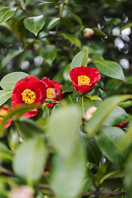 포토 JPG 주간 여행 자연 한국 풍경 사람없음 야외 아웃포커스 제주도 봄풍경 봄 동백 국내포토 자연요소 계절 꽃 아시아 촬영기법 생태계 파일형식
