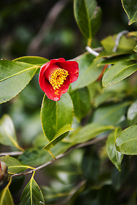 포토 JPG 주간 여행 자연 한국 풍경 사람없음 야외 아웃포커스 제주도 봄풍경 봄 동백 국내포토 자연요소 계절 꽃 아시아 촬영기법 생태계 파일형식