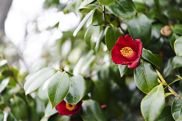 포토 JPG 주간 여행 자연 한국 풍경 사람없음 야외 아웃포커스 제주도 봄풍경 봄 동백 국내포토 자연요소 계절 꽃 아시아 촬영기법 생태계 파일형식