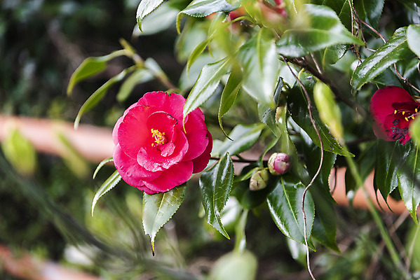 포토 JPG 주간 여행 자연 한국 풍경 사람없음 야외 아웃포커스 제주도 봄풍경 봄 동백 국내포토 자연요소 계절 꽃 아시아 촬영기법 생태계 파일형식