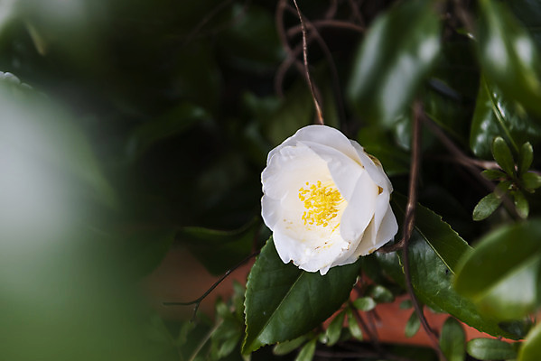 포토 JPG 주간 여행 자연 한국 풍경 사람없음 야외 아웃포커스 제주도 봄풍경 봄 동백 국내포토 자연요소 계절 꽃 아시아 촬영기법 생태계 파일형식