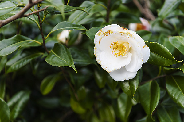 포토 JPG 주간 여행 자연 한국 풍경 사람없음 야외 아웃포커스 제주도 봄풍경 봄 동백 국내포토 자연요소 계절 꽃 아시아 촬영기법 생태계 파일형식