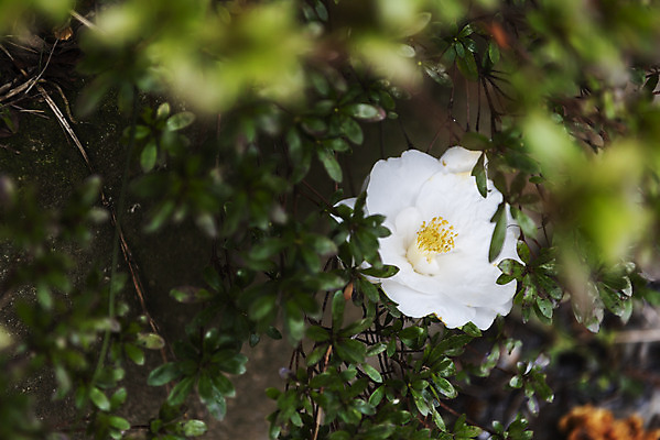 포토 JPG 주간 여행 자연 한국 풍경 사람없음 야외 아웃포커스 제주도 봄풍경 봄 동백 국내포토 자연요소 계절 꽃 아시아 촬영기법 생태계 파일형식