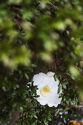 포토 JPG 주간 여행 자연 한국 풍경 사람없음 야외 아웃포커스 제주도 봄풍경 봄 동백 국내포토 자연요소 계절 꽃 아시아 촬영기법 생태계 파일형식
