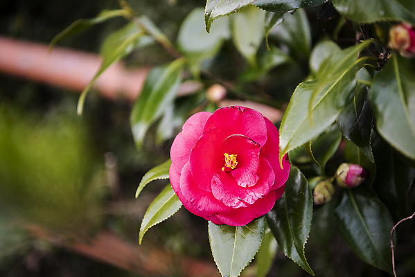 포토 JPG 주간 여행 자연 한국 풍경 사람없음 야외 아웃포커스 제주도 봄풍경 봄 동백 국내포토 자연요소 계절 꽃 아시아 촬영기법 생태계 파일형식