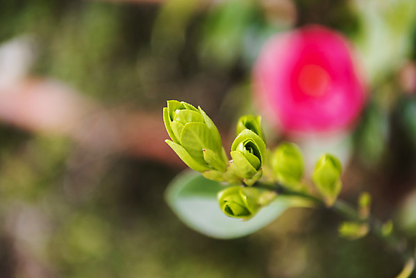 포토 JPG 주간 여행 자연 한국 풍경 사람없음 야외 아웃포커스 제주도 봄풍경 봄 꽃봉오리 동백 국내포토 자연요소 계절 꽃 아시아 촬영기법 생태계 파일형식
