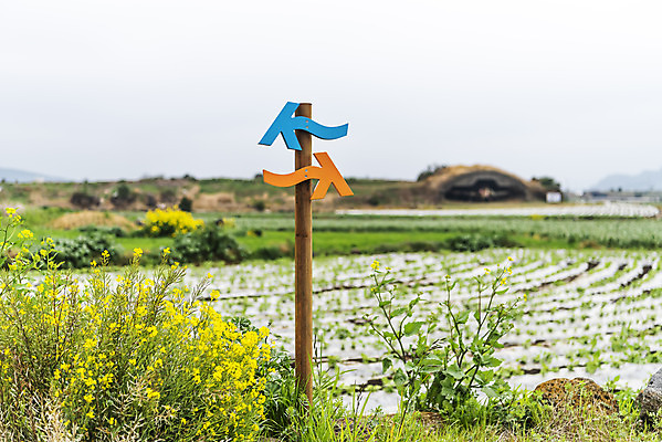 포토 JPG 주간 꽃 여행 유적지 자연 표시 한국 풍경 사람없음 야외 아웃포커스 제주도 봄풍경 봄 표지판 유채 올레길 알뜨르비행장 국내포토 자연요소 식물 계절 아시아 길 고건축 알림판 촬영기법 생태계 파일형식