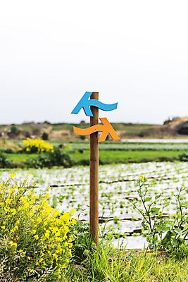 포토 JPG 주간 꽃 여행 유적지 자연 표시 한국 풍경 사람없음 야외 아웃포커스 제주도 봄풍경 봄 표지판 유채 올레길 알뜨르비행장 국내포토 자연요소 식물 계절 아시아 길 고건축 알림판 촬영기법 생태계 파일형식