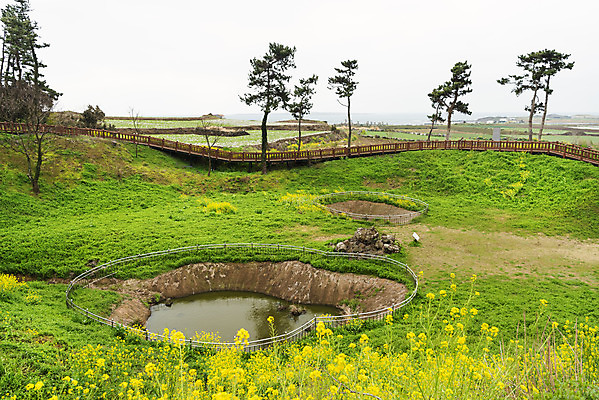 포토 JPG 주간 나무 꽃 여행 유적지 자연 한국 풍경 사람없음 야외 제주도 봄풍경 봄 문화재 역사 유채 다크투어리즘 섯알오름학살터 43유적지 셋알오름 국내포토 자연요소 식물 계절 아시아 고건축 생태계 오름 서귀포 파일형식