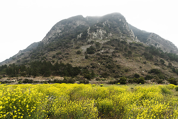 포토 JPG 주간 여행 꽃밭 자연 산 한국 풍경 사람없음 야외 제주도 봄풍경 봄 유채 산방산 유채밭 국내포토 자연요소 계절 꽃 아시아 밭 생태계 파일형식