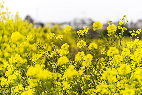 포토 JPG 주간 여행 꽃밭 자연 한국 풍경 근접촬영 사람없음 야외 아웃포커스 제주도 봄풍경 봄 유채 유채밭 국내포토 자연요소 계절 꽃 아시아 뷰포인트 밭 촬영기법 생태계 파일형식