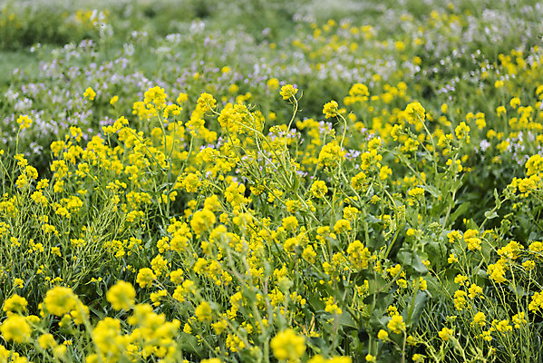 포토 JPG 주간 여행 꽃밭 자연 한국 풍경 근접촬영 사람없음 야외 아웃포커스 제주도 봄풍경 봄 유채 유채밭 국내포토 자연요소 계절 꽃 아시아 뷰포인트 밭 촬영기법 생태계 파일형식