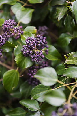 포토 JPG 주간 꽃 여행 자연 한국 풍경 근접촬영 사람없음 야외 아웃포커스 제주도 봄풍경 봄 들꽃 송악열매 국내포토 자연요소 식물 계절 열매 아시아 뷰포인트 촬영기법 생태계 파일형식