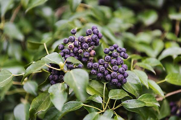 포토 JPG 주간 꽃 여행 자연 한국 풍경 근접촬영 사람없음 야외 아웃포커스 제주도 봄풍경 봄 들꽃 송악열매 국내포토 자연요소 식물 계절 열매 아시아 뷰포인트 촬영기법 생태계 파일형식