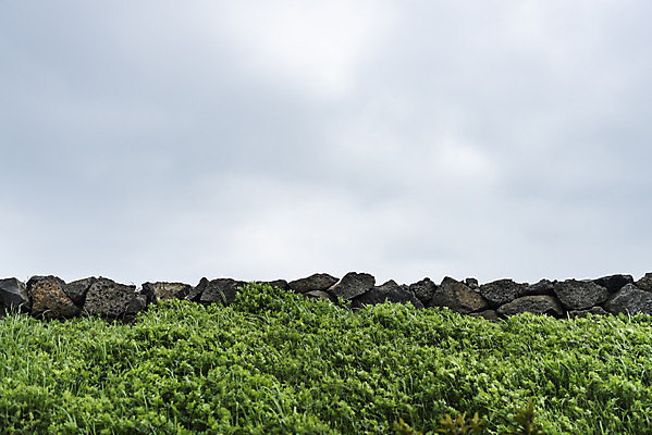 포토 JPG 주간 식물 구름 여행 자연 하늘 한국 돌담 풍경 사람없음 야외 제주도 봄 국내포토 자연요소 계절 아시아 담장 돌_바위 생태계 파일형식