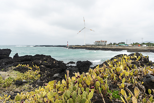포토 JPG 주간 구름 바다 여행 자연 하늘 바람 선인장 한국 풍경 사람없음 야외 제주도 봄풍경 봄 에너지 바위 풍력에너지 에코 선인장군락 국내포토 자연요소 식물 계절 아시아 날씨 환경 돌_바위 그린에너지 생태계 천연기념물 월령리 파일형식