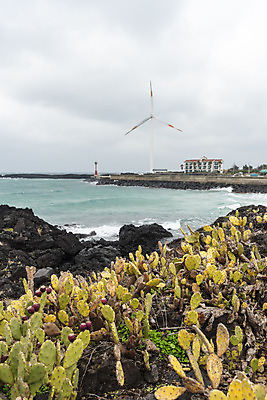 포토 JPG 주간 구름 바다 여행 자연 하늘 바람 선인장 한국 풍경 사람없음 야외 제주도 봄풍경 봄 에너지 바위 풍력에너지 에코 선인장군락 국내포토 자연요소 식물 계절 아시아 날씨 환경 돌_바위 그린에너지 생태계 천연기념물 월령리 파일형식
