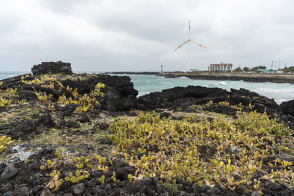 포토 JPG 주간 구름 바다 여행 자연 하늘 바람 선인장 한국 풍경 사람없음 야외 제주도 봄풍경 봄 에너지 바위 풍력에너지 에코 선인장군락 국내포토 자연요소 식물 계절 아시아 날씨 환경 돌_바위 그린에너지 생태계 천연기념물 월령리 파일형식